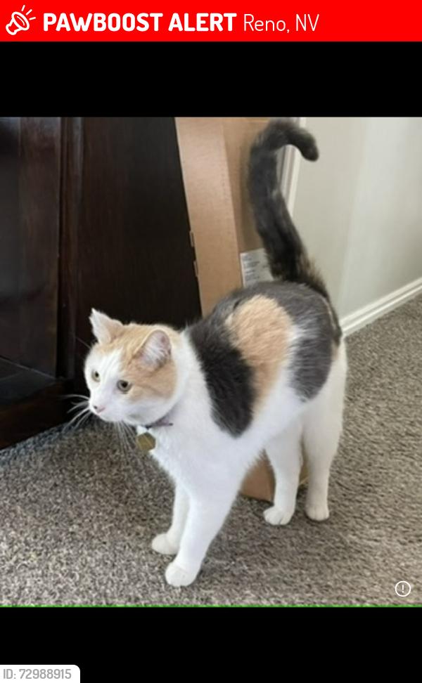 Lost Female Cat last seen Granite Peak Ct and Village Parkway, Reno, NV 89508
