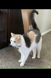 Lost Female Cat last seen Granite Peak Ct and Village Parkway, Reno, NV 89508