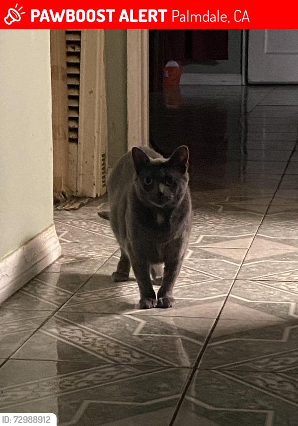 Lost Female Cat last seen Near Ladelle Ave Palmdale , Palmdale, CA 93550