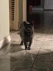 Lost Female Cat last seen Near Ladelle Ave Palmdale, Palmdale, CA 93550