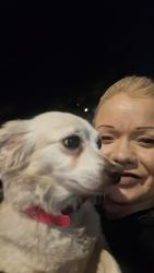 Reunited Female Dog last seen Near Nursing home bewtween 8th & James M. Wood, Los Angeles, CA 90057