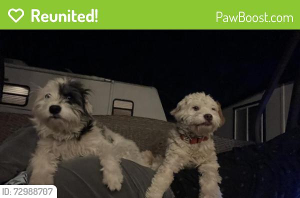 Reunited Male Dog last seen Paul Ave , Salinas, CA 93906