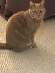 Reunited Male Cat last seen Baizdon Road SE3 0UJ, Greater London, England SE3