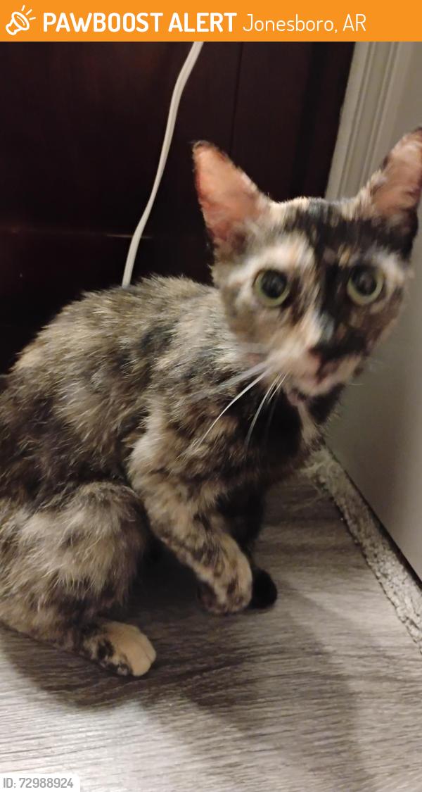 Found/Stray Unknown Cat last seen Parking lot by pool and apmt b, Jonesboro, AR 72404