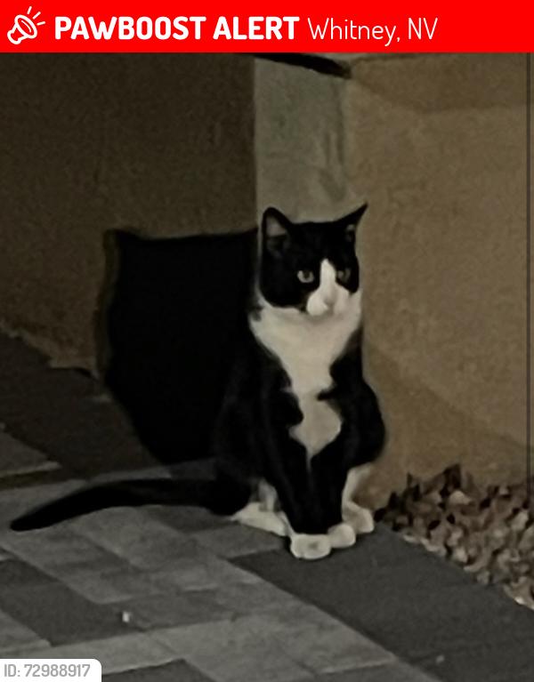 Lost Male Cat last seen Hacienda and Nellis , Whitney, NV 89122