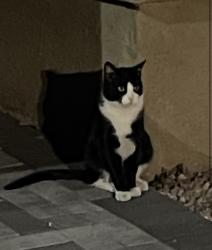 Lost Male Cat last seen Hacienda and Nellis , Whitney, NV 89122
