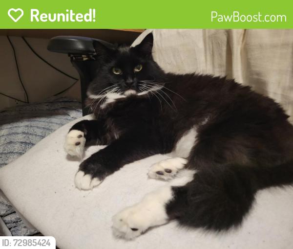 Reunited Male Cat last seen Finch Dr. next to the apmt complex, Longview, WA 98632