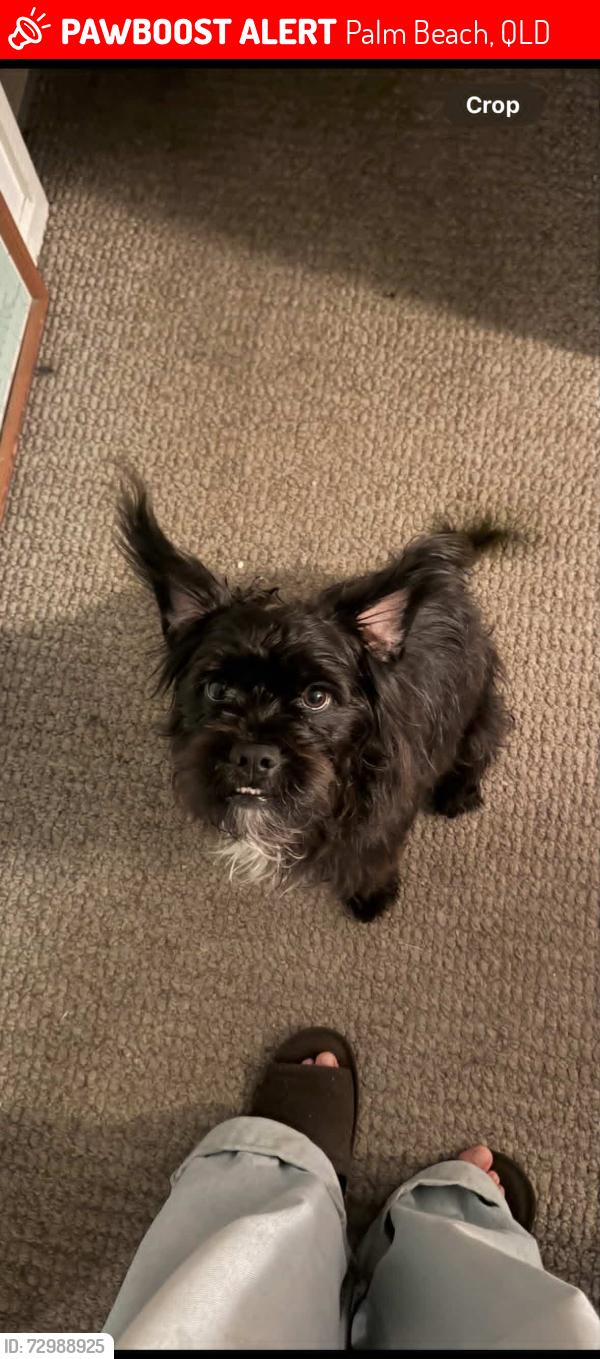 Lost Male Dog last seen Crossroad of Brooke Av and 19th Avenue in Palm beach, Palm Beach, QLD 4221