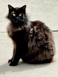 Reunited Female Cat last seen El Varano and El Paso Way between East Ave and Lassen Ave, Chico, CA 95973