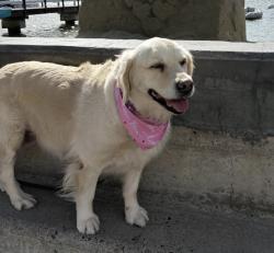 Reunited Female Dog last seen Vista Flora, Newport Beach, CA 92660