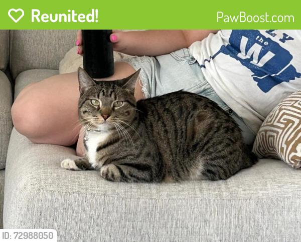 Reunited Male Cat last seen Greenway & Litchfield, Surprise, AZ 85379