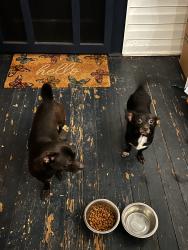 Found/Stray Male Dog last seen N Academy St.  Mooresville, Mooresville, NC 28115