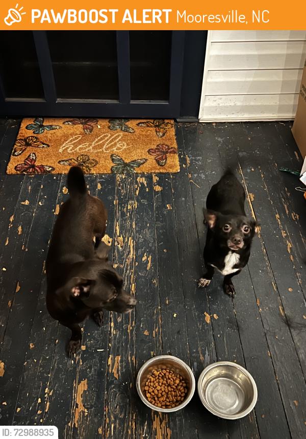 Found/Stray Male Dog last seen N Academy St.  Mooresville, Mooresville, NC 28115