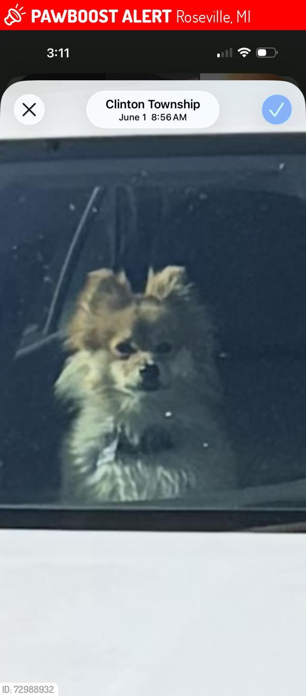 Lost Female Dog last seen 10 mile and Kelly, Roseville, MI 48066