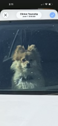 Lost Female Dog last seen 10 mile and Kelly, Roseville, MI 48066