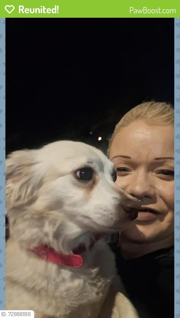 Reunited Female Dog last seen Near Nursing home bewtween 8th & James M. Wood, Los Angeles, CA 90057