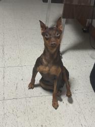 Lost Female Dog last seen s Spaulding ave, 60623, Chicago, IL 60623