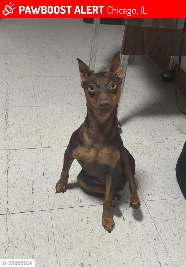 Lost Female Dog last seen s Spaulding ave, 60623, Chicago, IL 60623