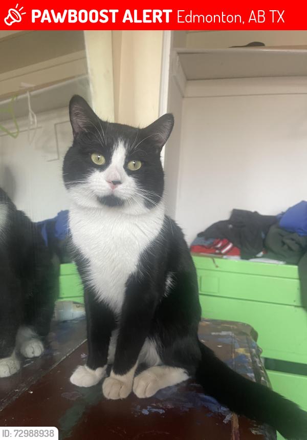 Lost Male Cat last seen Near castledowns 711 , Edmonton, AB T5X