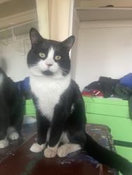 Lost Male Cat last seen Near castledowns 711 , Edmonton, AB T5X
