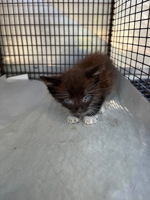 Shelter Stray Male Cat last seen Near BLOCK SW 85TH LN, 3599 NW 79th Ave, Doral, FL 33122, USA