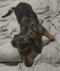 Reunited Male Dog last seen Sumner ave , Lake Elsinore, CA 92530