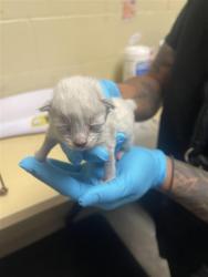 Shelter Stray Male Cat last seen ATRISCO CIR & AZEVEDO DR, 2127 Front St, Sacramento, CA 95818, USA