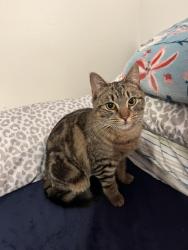 Lost Female Cat last seen Near 66th St, Vancouver, WA 98665