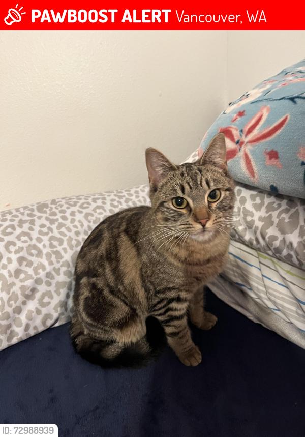 Lost Female Cat last seen Near 66th St, Vancouver, WA 98665