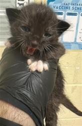 Shelter Stray Male Cat last seen 47TH AVE & 54TH ST, 2127 Front St, Sacramento, CA 95818, USA