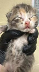 Shelter Stray Female Cat last seen FERRAN AVE & 18TH ST, 2127 Front St, Sacramento, CA 95818, USA