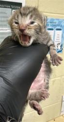 Shelter Stray Female Cat last seen FERRAN AVE & 18TH ST, 2127 Front St, Sacramento, CA 95818, USA