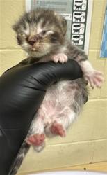 Shelter Stray Male Cat last seen FERRAN AVE & 18TH ST, 2127 Front St, Sacramento, CA 95818, USA