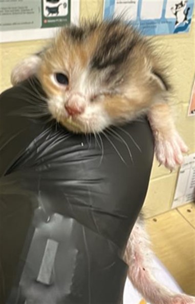 Shelter Stray Female Cat last seen FERRAN AVE & 18TH ST, 2127 Front St, Sacramento, CA 95818, USA