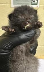 Shelter Stray Female Cat last seen FERRAN AVE & 18TH ST, 2127 Front St, Sacramento, CA 95818, USA
