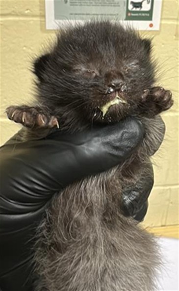 Shelter Stray Female Cat last seen FERRAN AVE & 18TH ST, 2127 Front St, Sacramento, CA 95818, USA