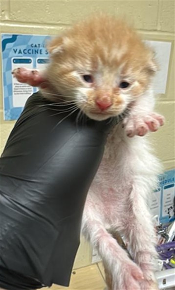 Shelter Stray Male Cat last seen FERRAN AVE & 18TH ST, 2127 Front St, Sacramento, CA 95818, USA