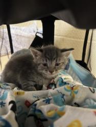 Shelter Stray Female Cat last seen ADDISON WAY & BALFOUR WAY, 2127 Front St, Sacramento, CA 95818, USA