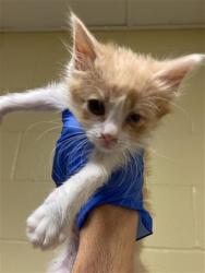 Shelter Stray Female Cat last seen 62ND ST & 28TH AVE, 2127 Front St, Sacramento, CA 95818, USA