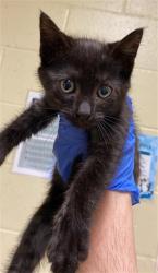 Shelter Stray Male Cat last seen 62ND ST & 28TH AVE, 2127 Front St, Sacramento, CA 95818, USA