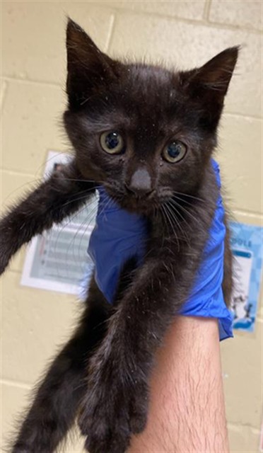 Shelter Stray Male Cat last seen 62ND ST & 28TH AVE, 2127 Front St, Sacramento, CA 95818, USA