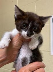 Shelter Stray Male Cat last seen 62ND ST & 28TH AVE, 2127 Front St, Sacramento, CA 95818, USA
