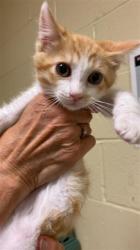 Shelter Stray Male Cat last seen 62ND ST & 28TH AVE, 2127 Front St, Sacramento, CA 95818, USA