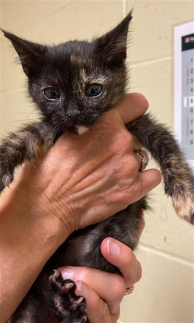 Shelter Stray Female Cat last seen 62ND ST & 28TH AVE, 2127 Front St, Sacramento, CA 95818, USA