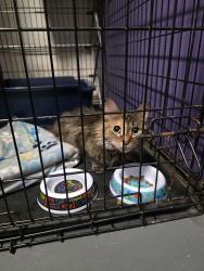 Found/Stray Unknown Cat last seen Blair Road, by the dumpsters behind the aldi & dollar general, Charlotte, NC 28227