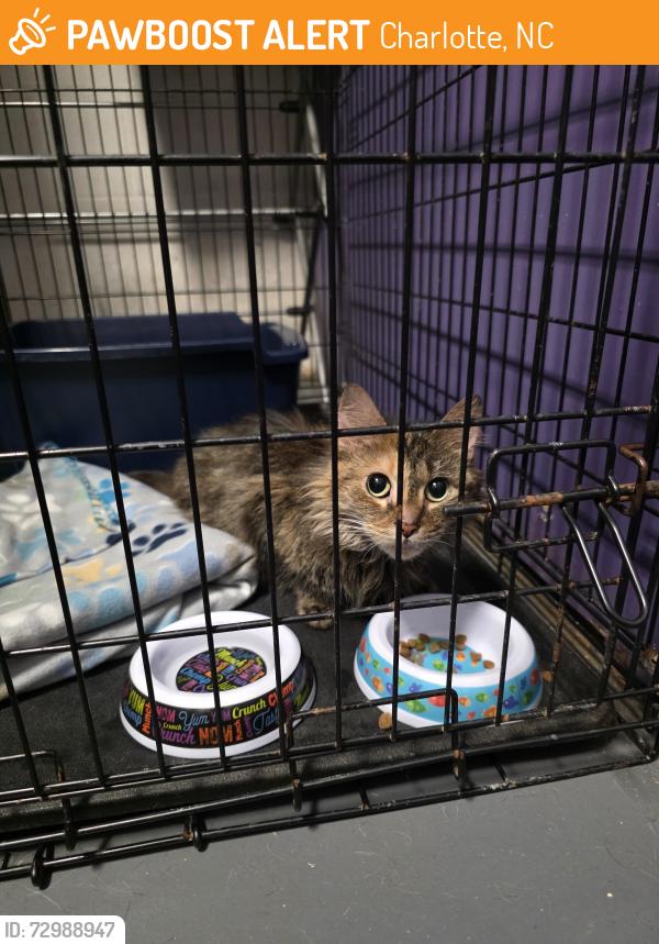 Found/Stray Unknown Cat last seen Blair Road, by the dumpsters behind the aldi & dollar general, Charlotte, NC 28227