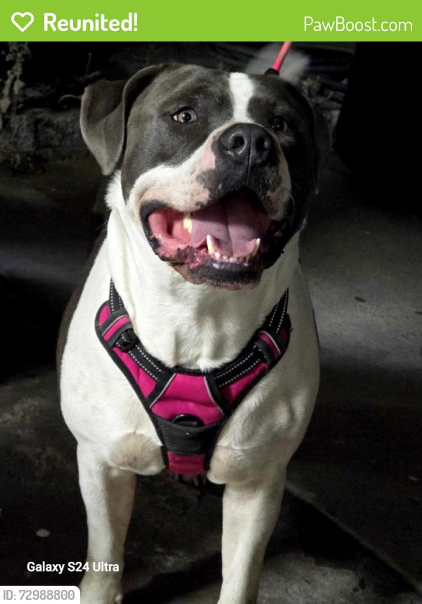 Reunited Male Dog last seen Los soneto and springboard Ave 92114, San Diego, CA 92114