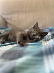 Shelter Stray Male Cat last seen , West Valley Animal Shelter, 20655 Plummer St, Chatsworth, CA 91311, USA