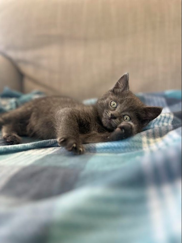 Shelter Stray Male Cat last seen , West Valley Animal Shelter, 20655 Plummer St, Chatsworth, CA 91311, USA