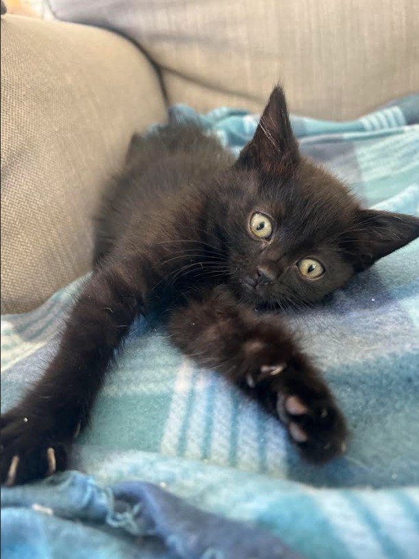 Shelter Stray Female Cat last seen , West Valley Animal Shelter, 20655 Plummer St, Chatsworth, CA 91311, USA